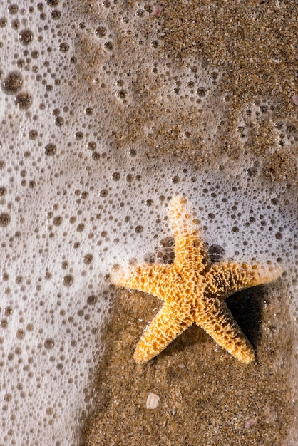 Foto hooghoekbeeld van hagedis op het strand