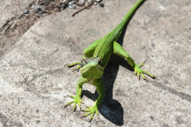 Foto hooghoekbeeld van hagedis