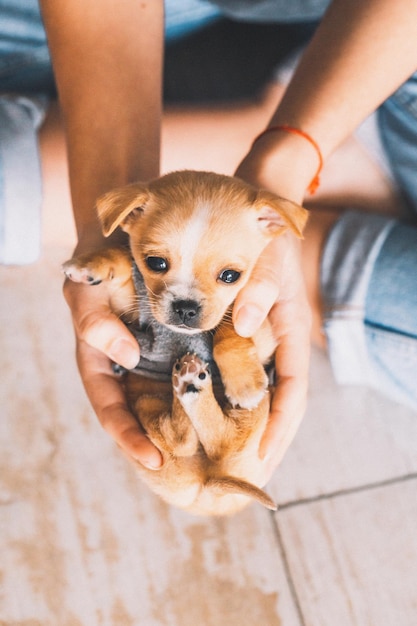 Foto hooghoekbeeld van handen die een puppy vasthouden