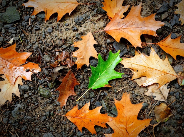 Hooghoekbeeld van herfstbladeren op het veld