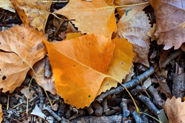 Hooghoekbeeld van herfstbladeren op het veld