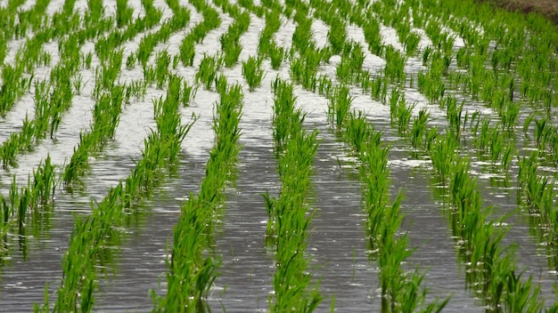 Foto hooghoekbeeld van het rijstveld