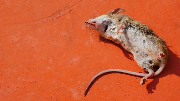 Foto hooghoekbeeld van het rode voetpad van de dode rat