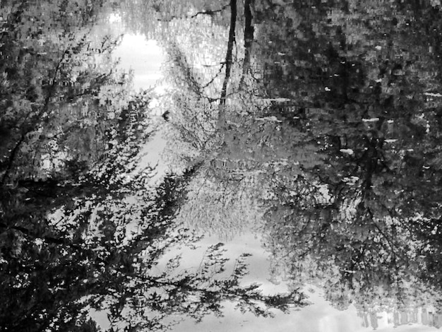 Hooghoekbeeld van het stromen van water tegen bomen