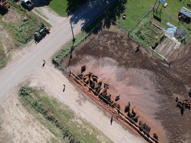 Hooghoekbeeld van het vee in de hok
