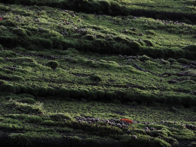 Hooghoekbeeld van het veld