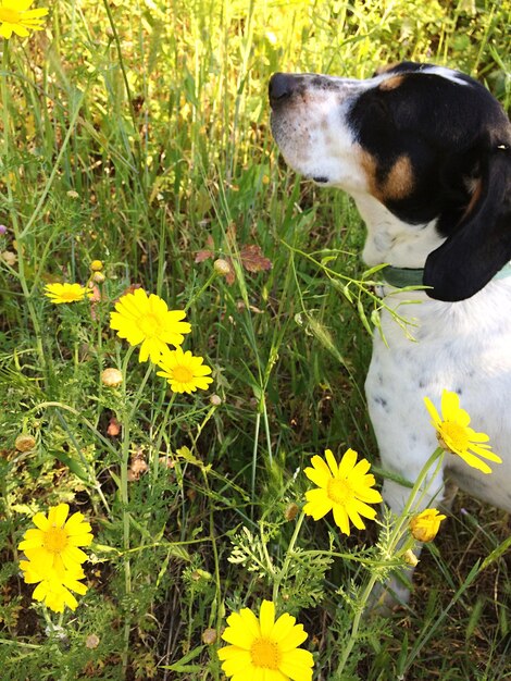 Foto hooghoekbeeld van hond op bloemen