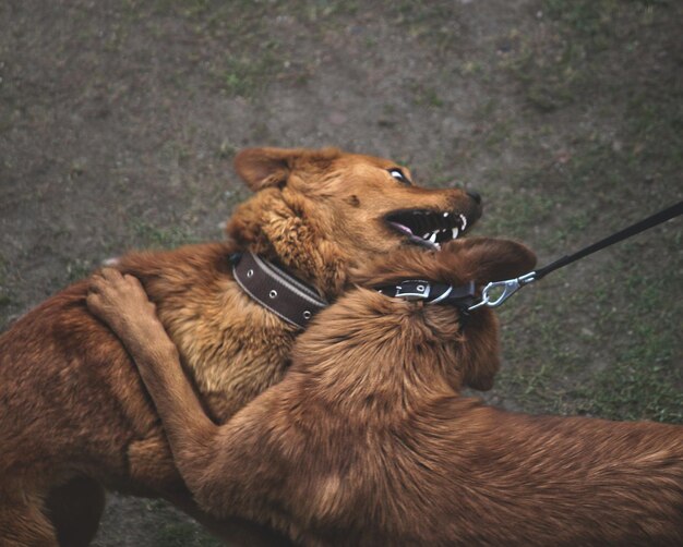 Foto hooghoekbeeld van hond op het veld