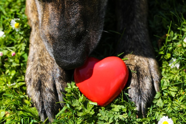 Foto hooghoekbeeld van hond