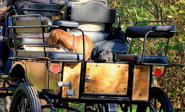 Foto hooghoekbeeld van hond