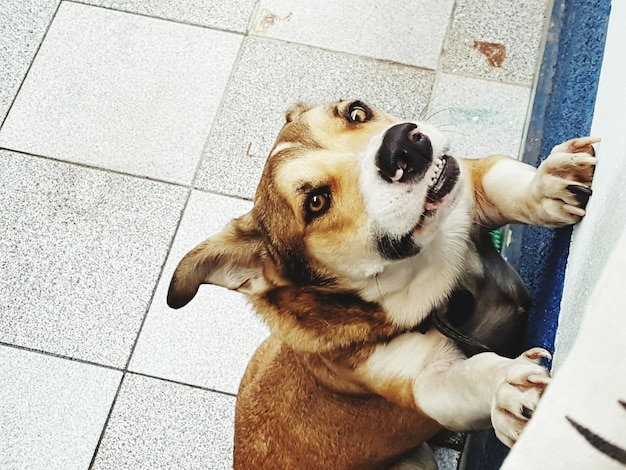 Hooghoekbeeld van hond