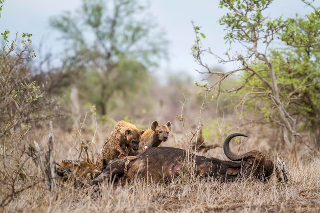 Foto hooghoekbeeld van hyena's die dode dieren in het bos eten