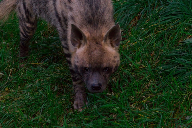 Foto hooghoekbeeld van hyena's op een grasveld