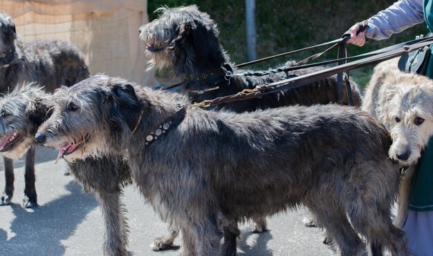 Foto hooghoekbeeld van ierse wolfhonden