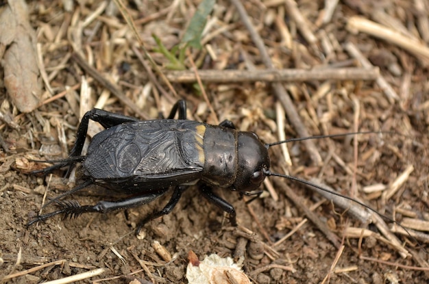 Foto hooghoekbeeld van insecten op het land