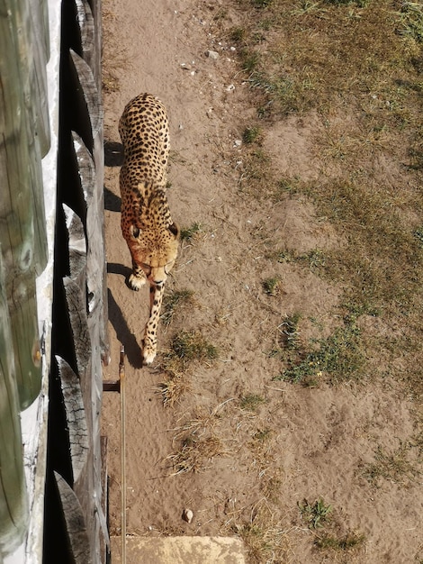 Foto hooghoekbeeld van kat op het veld