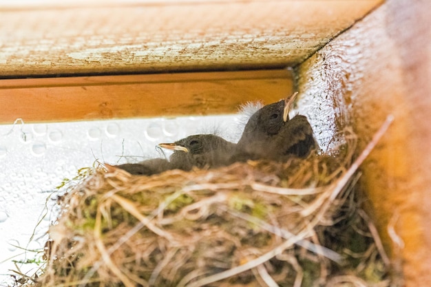 Hooghoekbeeld van kat