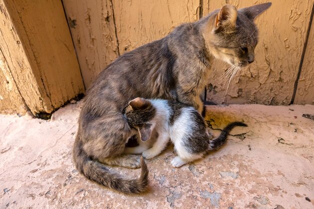 Hooghoekbeeld van katten op de vloer