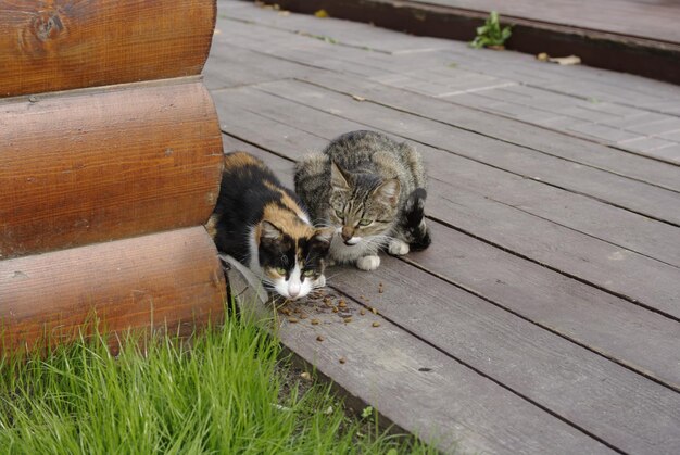 Foto hooghoekbeeld van katten op hout