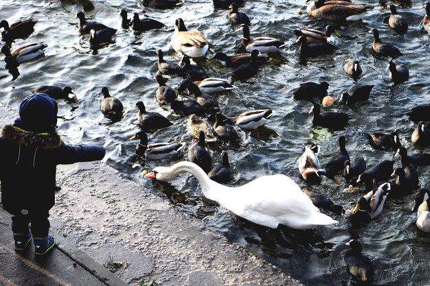Foto hooghoekbeeld van kinderen die zwanen en eenden in het meer voeden