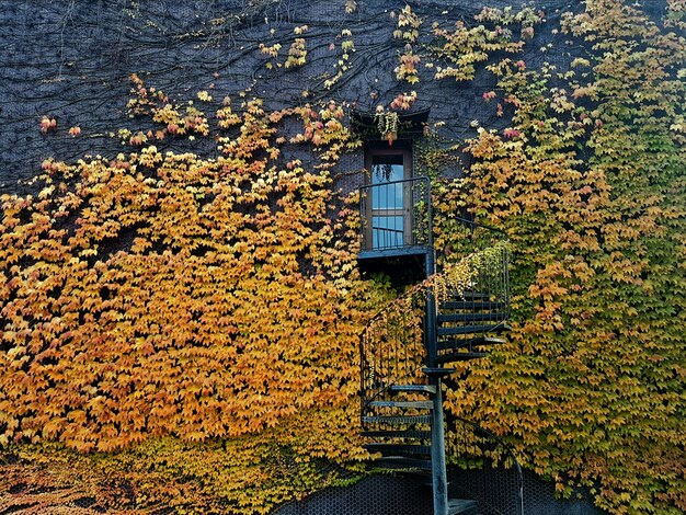 Hooghoekbeeld van klimop die op het gebouw groeit