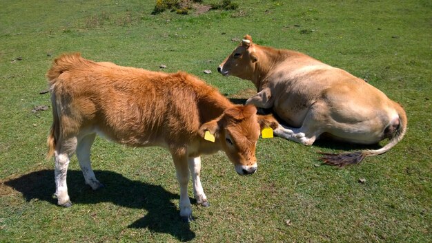Hooghoekbeeld van koeien die zich tijdens een zonnige dag ontspannen op een grasveld