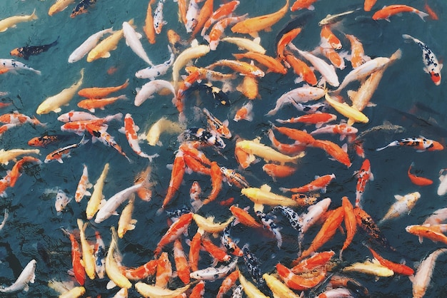 Hooghoekbeeld van koi-karpers die in het meer zwemmen