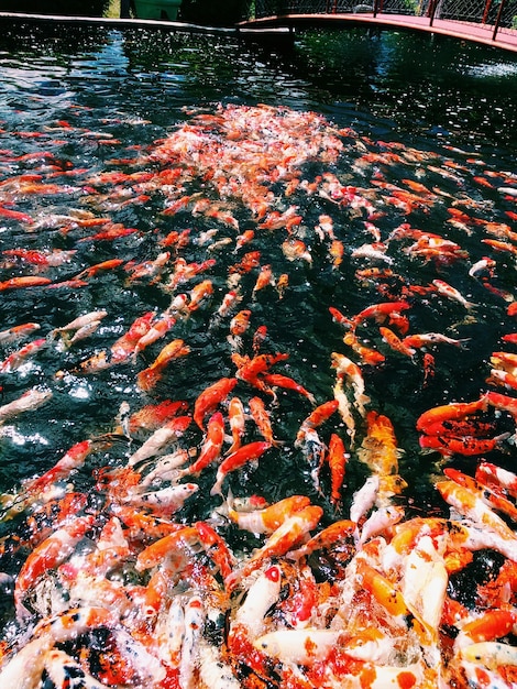 Hooghoekbeeld van koi-karpers die in het water zwemmen