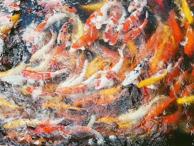 Hooghoekbeeld van koi-karpers in het water