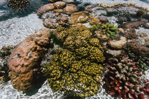 Hooghoekbeeld van koraal in de zee