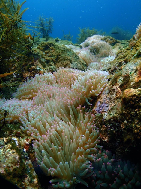 Hooghoekbeeld van koralen in de zee