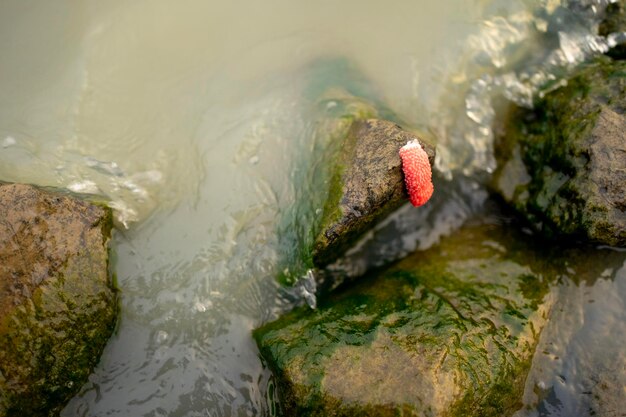 Foto hooghoekbeeld van krab in het meer