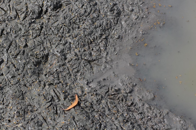 Foto hooghoekbeeld van krab op de kust