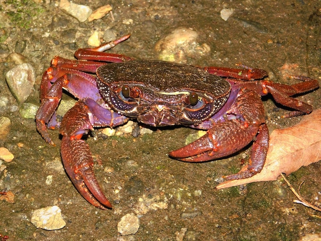 Foto hooghoekbeeld van krab op de kust