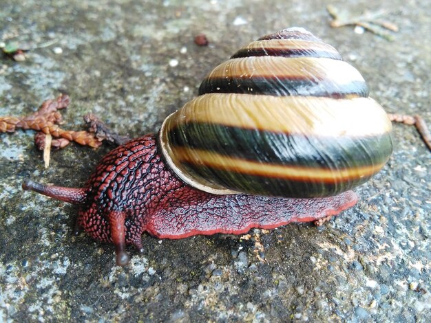 Foto hooghoekbeeld van krab op het zand