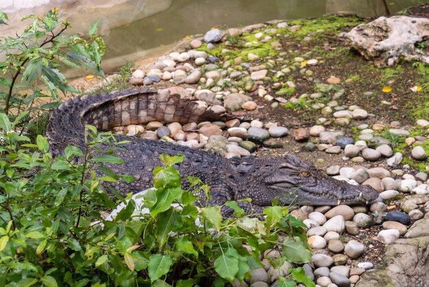 Foto hooghoekbeeld van krokodil in ondiep water