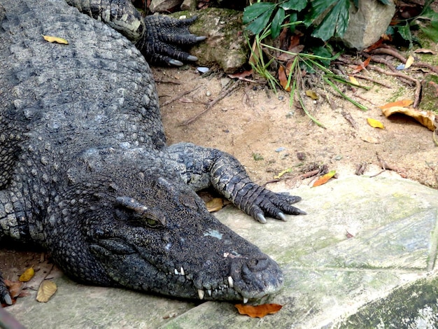Hooghoekbeeld van krokodil op het veld