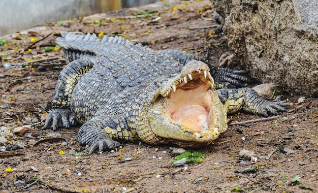 Hooghoekbeeld van krokodil op het veld