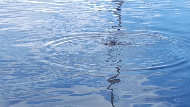 Foto hooghoekbeeld van kwallen die in het water zwemmen