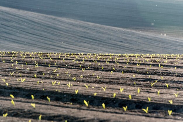 Foto hooghoekbeeld van landbouwveld