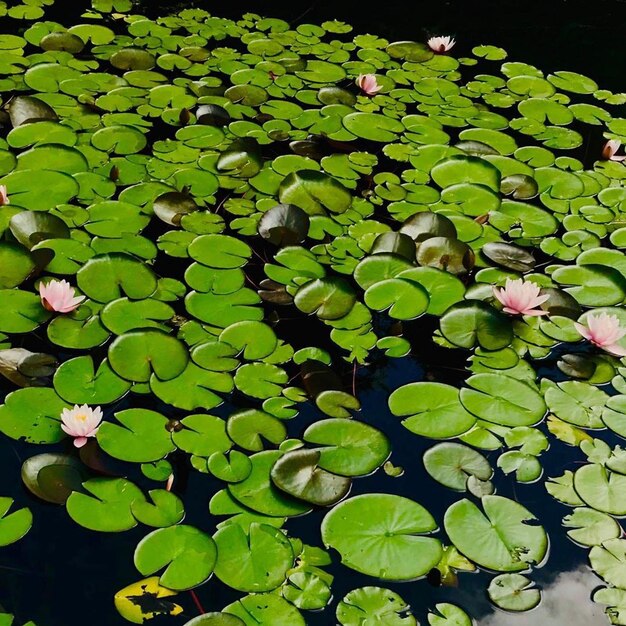 Hooghoekbeeld van lelie pads in het meer