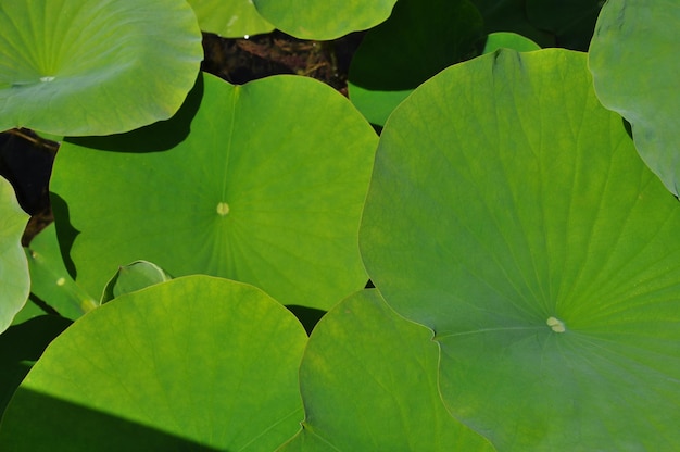 Hooghoekbeeld van lotusbladeren