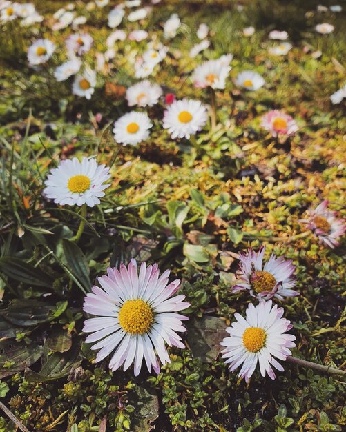 Foto hooghoekbeeld van madeliefjesbloemen op het veld