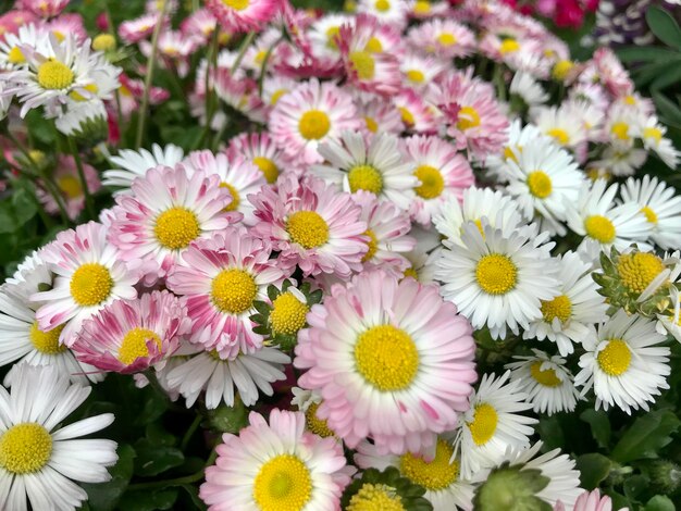 Foto hooghoekbeeld van madeliefjesbloemen