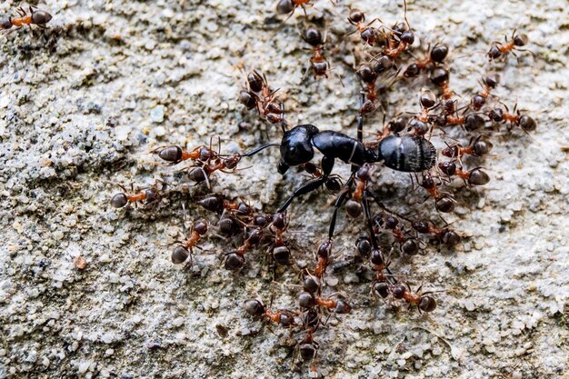 Foto hooghoekbeeld van mier op rots