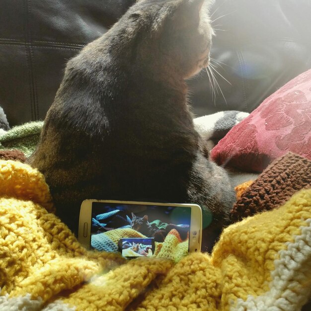 Foto hooghoekbeeld van mobiele telefoon en kat op wollen doek