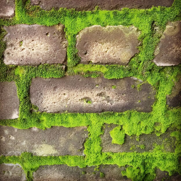 Foto hooghoekbeeld van mos dat op een stenen muur groeit