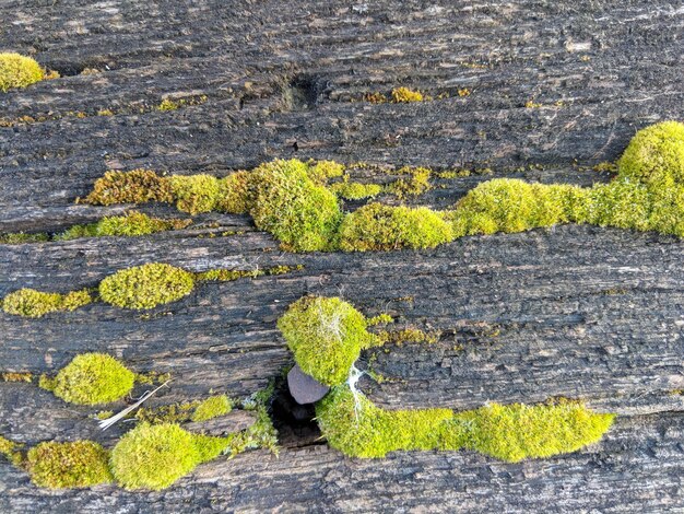 Foto hooghoekbeeld van mos dat op hout groeit