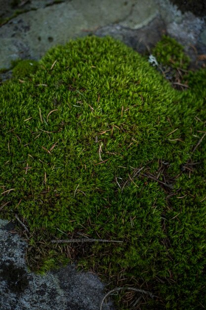 Foto hooghoekbeeld van mos dat op rotsen groeit