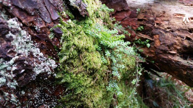 Foto hooghoekbeeld van mos op hout